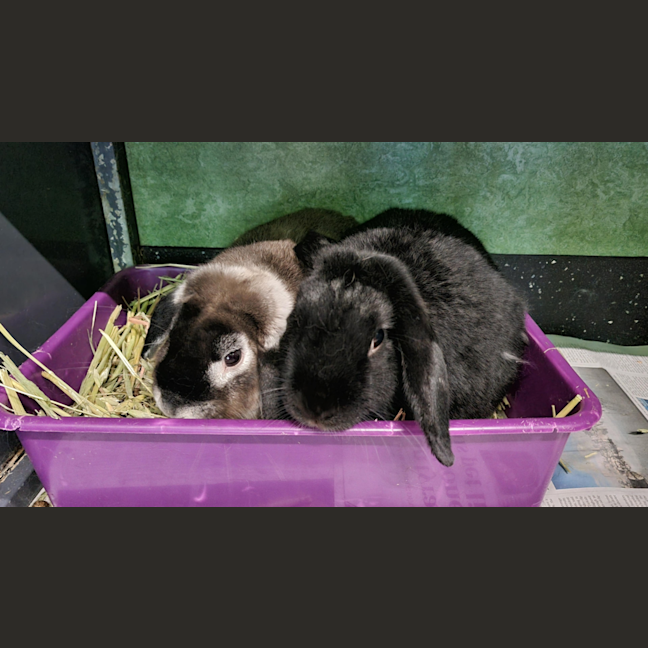 Photo of Max (Bonded With Charlie)