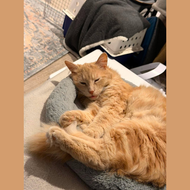 Photo of Paw Paw