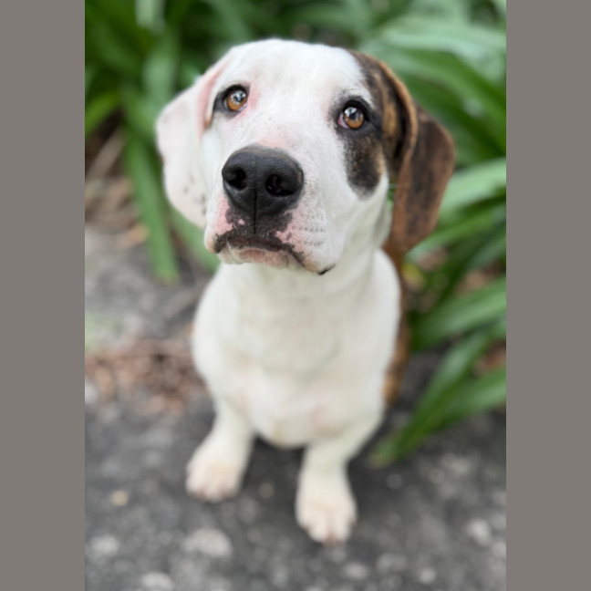 Photo of Chilli Flake 