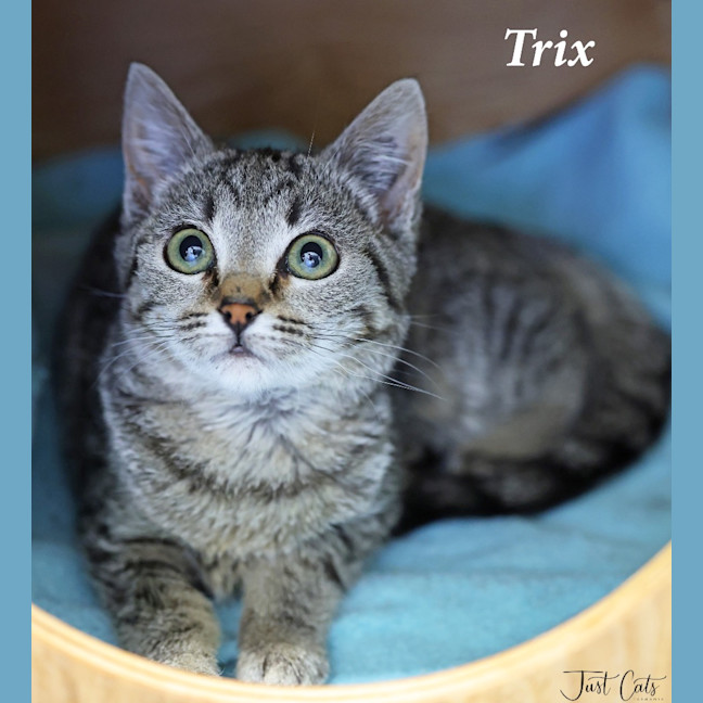Photo of Trix