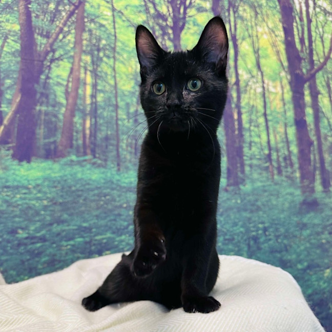 Photo of Cat Man   Located In Preston