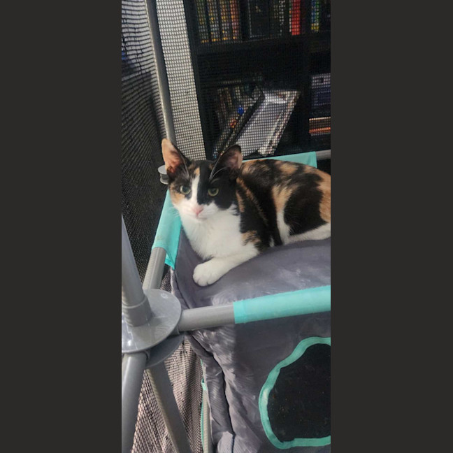 Photo of Nova