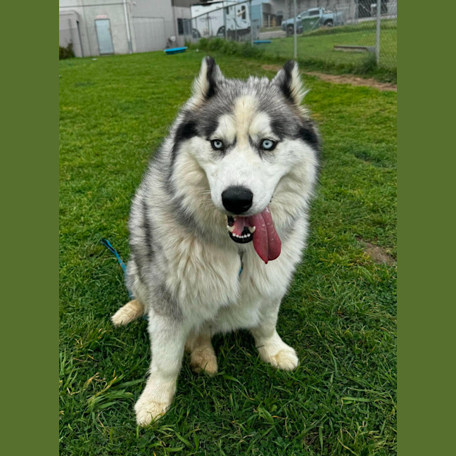Photo of Iko (64326)