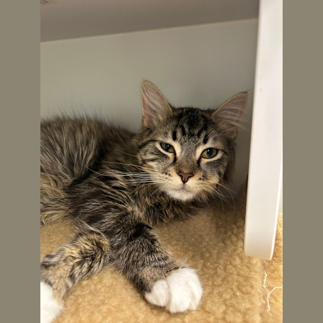 Photo of Buddy (Bonded To Quinn)