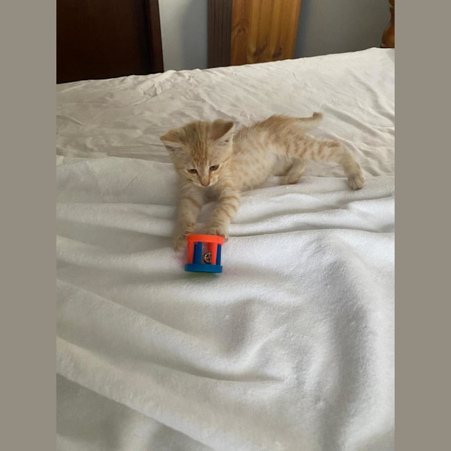 Photo of Saffi