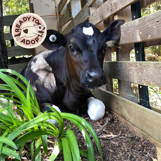 Photo of Ace & Chance