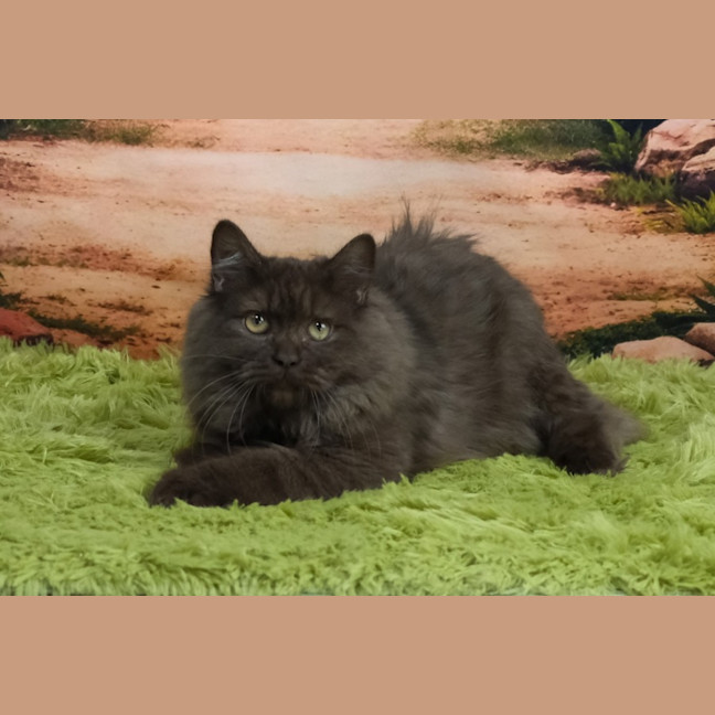 Photo of Chocolat