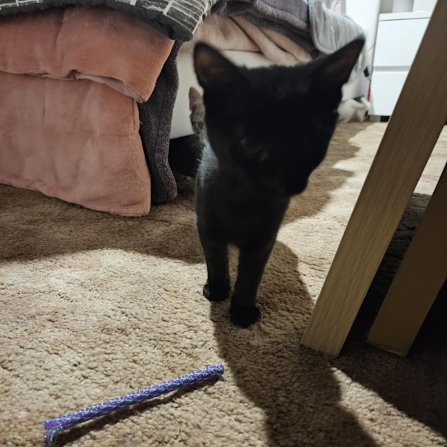 Photo of Arsh ** 2nd Chance Cat Rescue**