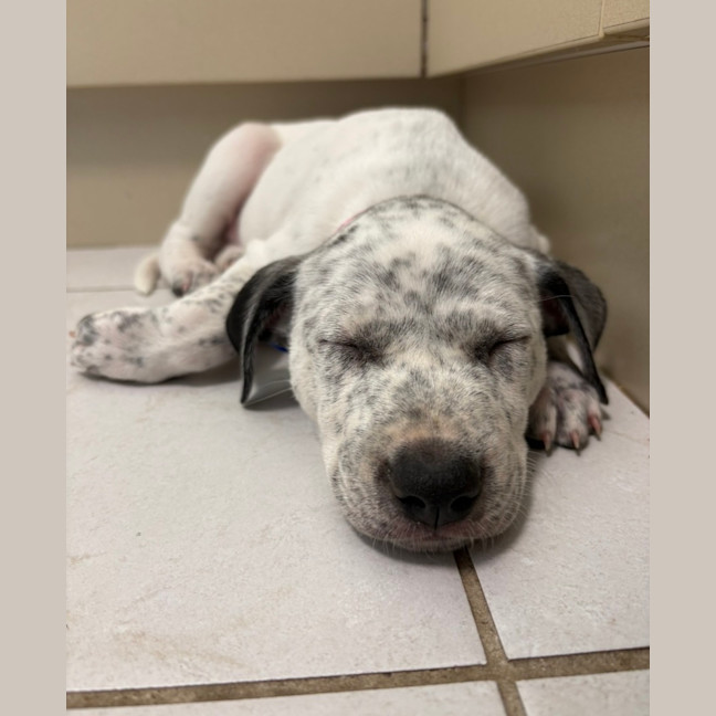 Photo of Bluey   9 Week Old Cattle Dog X