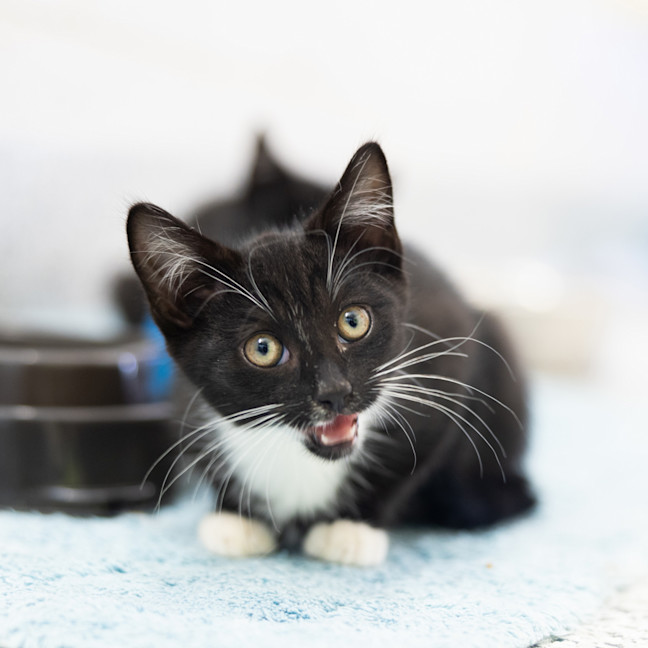 Photo of Mittsie