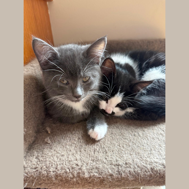 Photo of Pugsley Meet Me At Petstock Chelsea