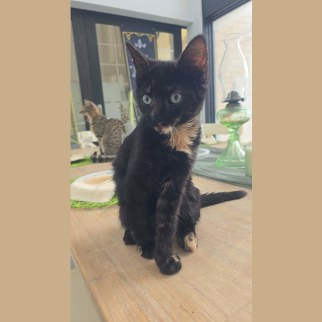 Photo of Frankie   6 Month Old Domestic Medium Hair