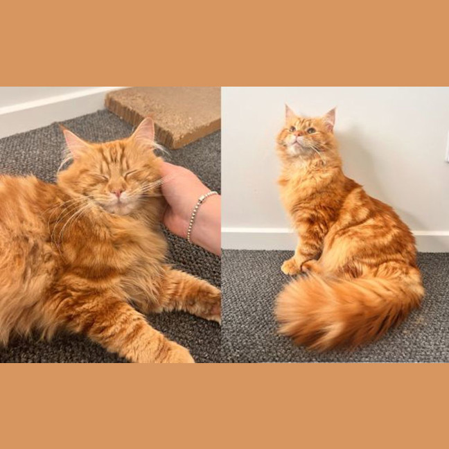 Photo of Oliver