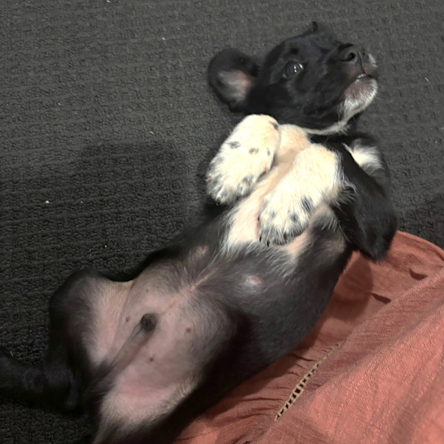 Photo of Pepper