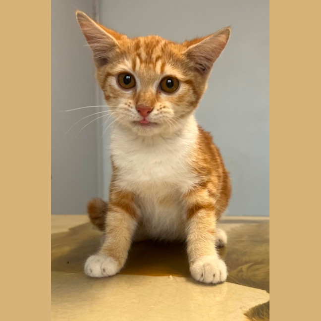 Photo of Freya