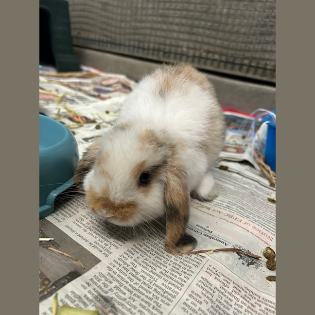 Photo of Marshmallow