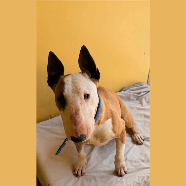 Photo of Indy