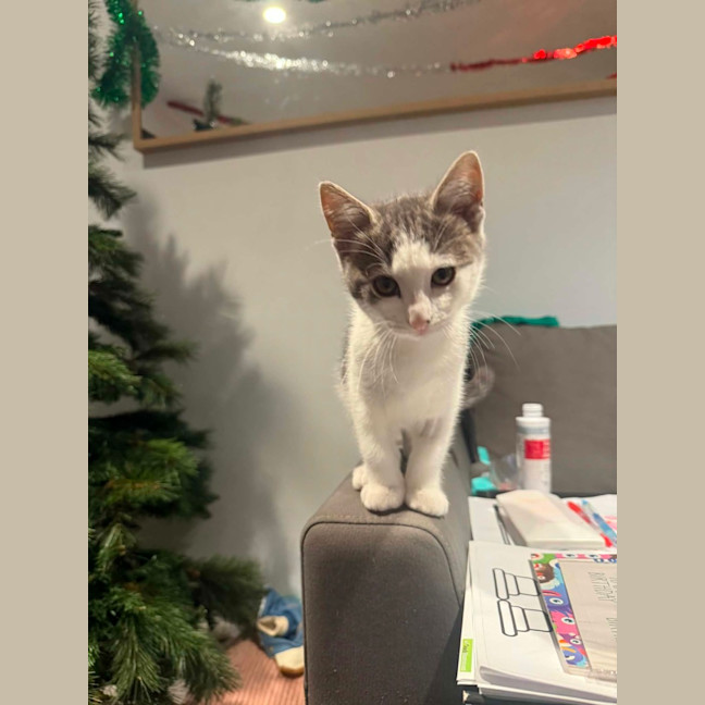 Photo of Spencer *9 Lives Project Rescue*