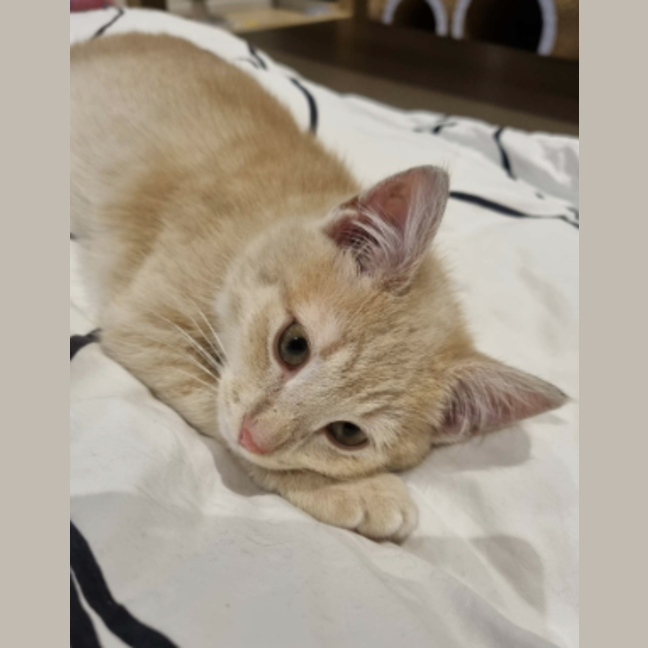 Photo of Enzo