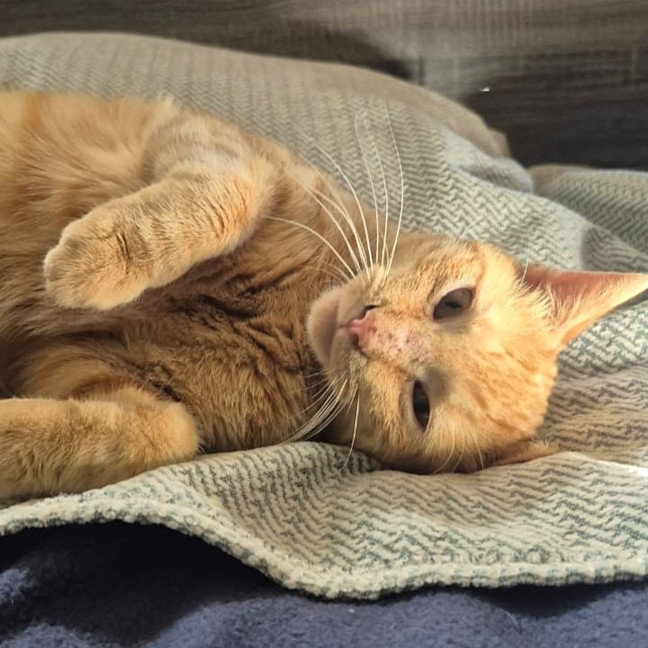 Photo of Alfie