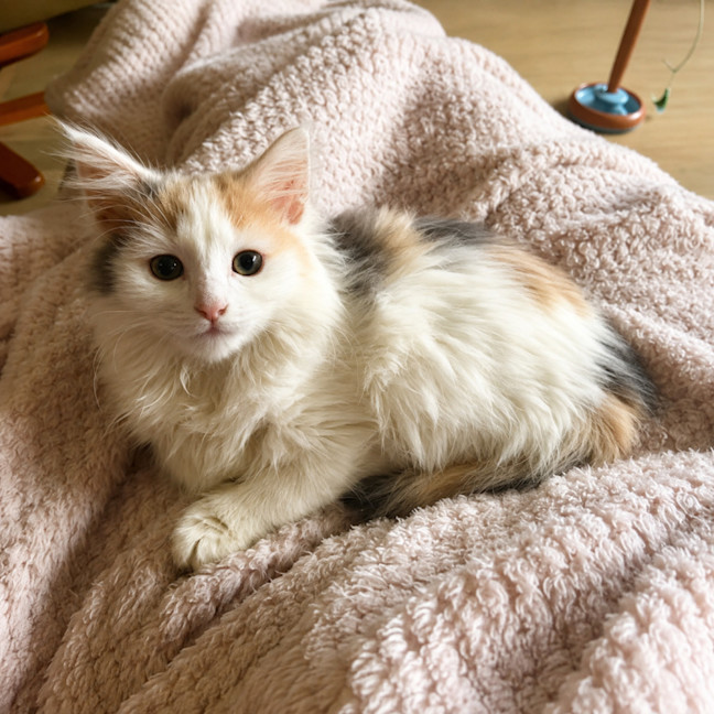 Photo of Kitty