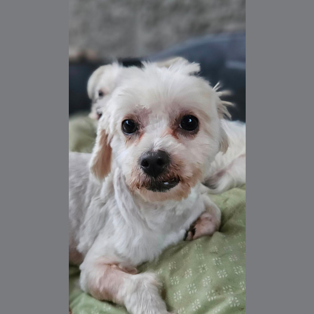 Photo of Pea