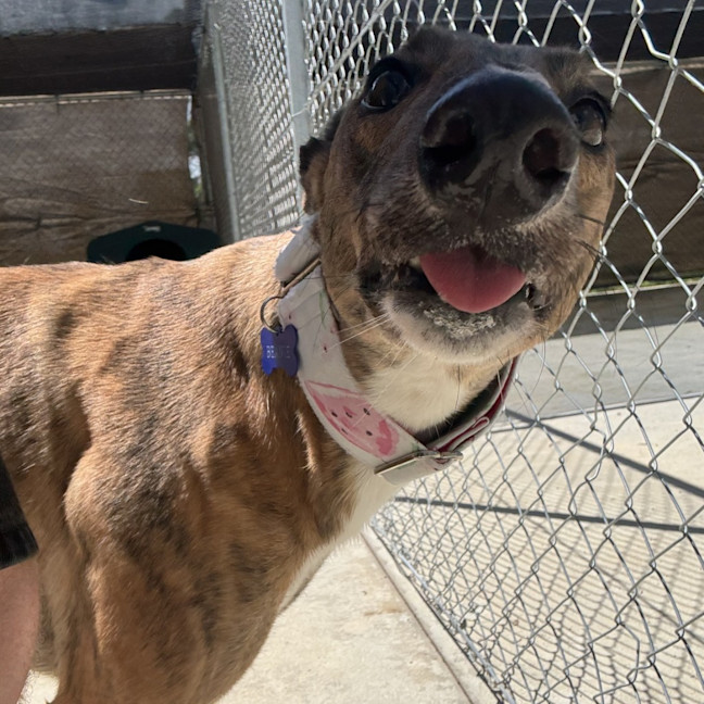 Photo of Beanie The Greyhound