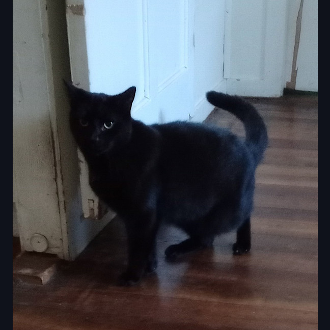 Photo of Jojo