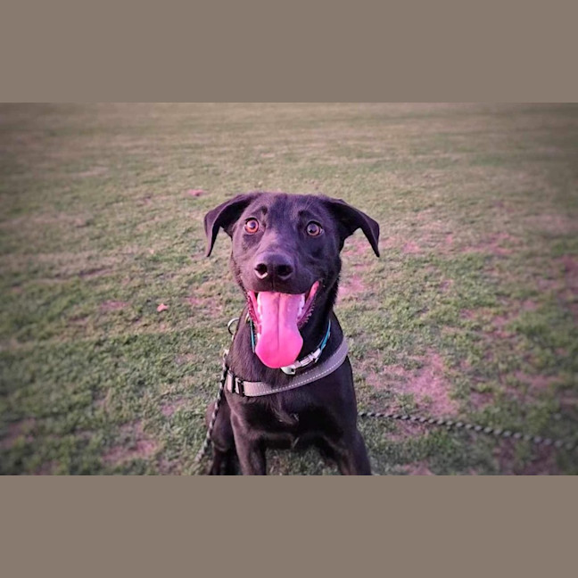 Photo of Baxter 