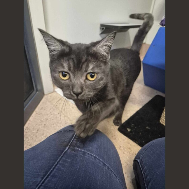 Photo of Kovu