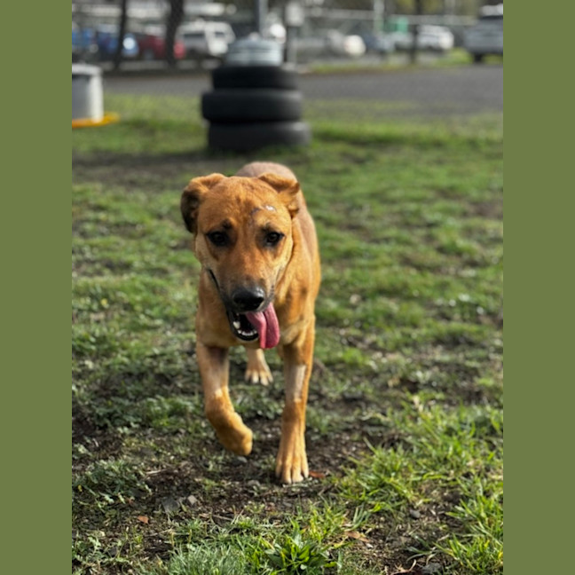 Photo of Piper (68887)