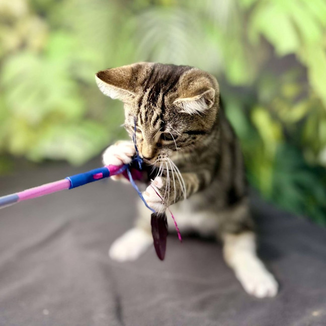 Photo of Oscar (Located In Preston) 
