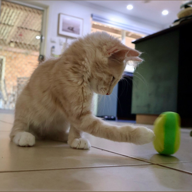 Photo of Marshmallow