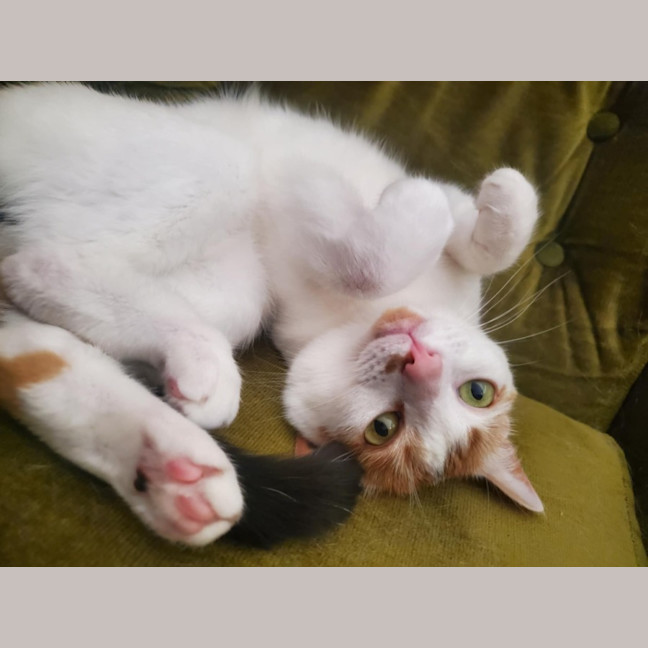 Photo of Hetty   Located In Coburg