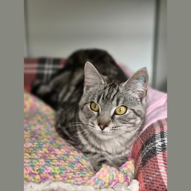 Photo of Clover