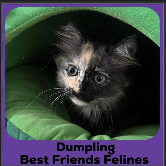 Photo of Dumpling 