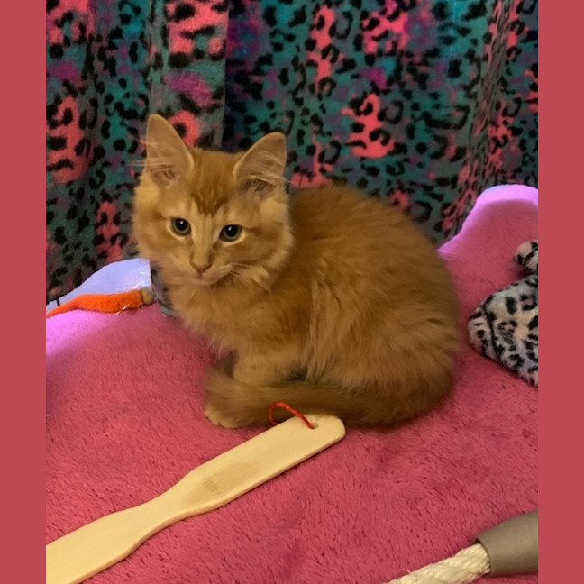 Photo of Kintaro (Assisted Rehome)