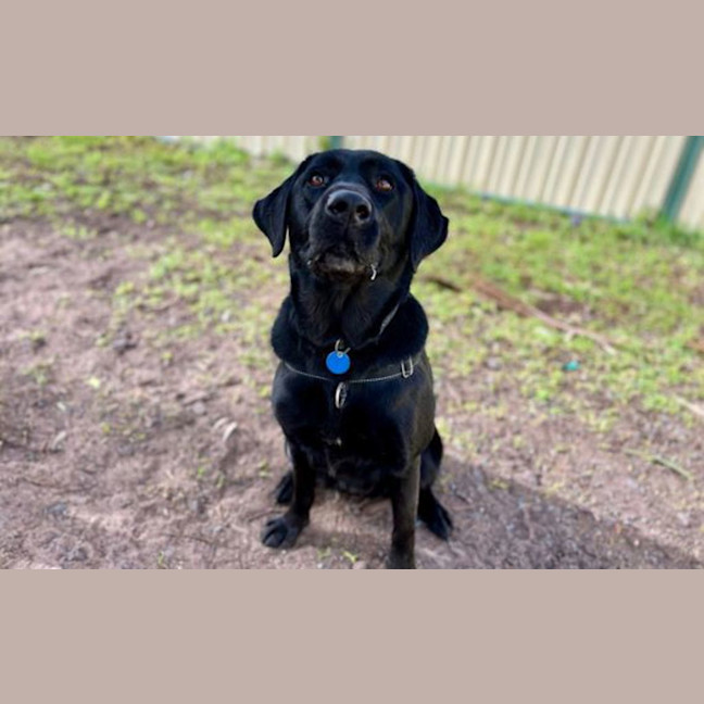Photo of Luna