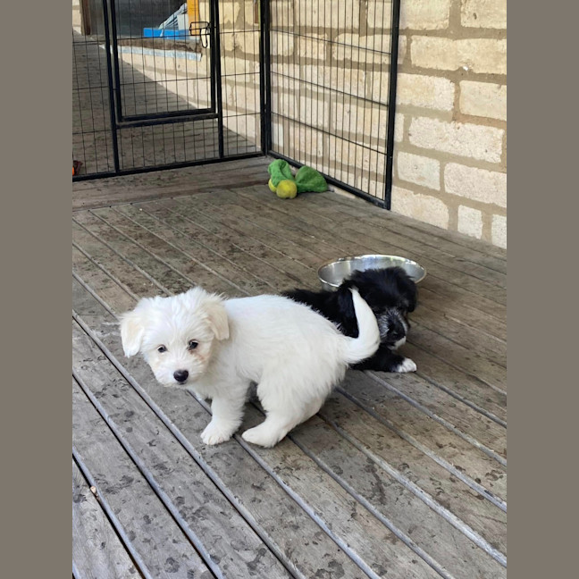 Photo of Billy The Kid