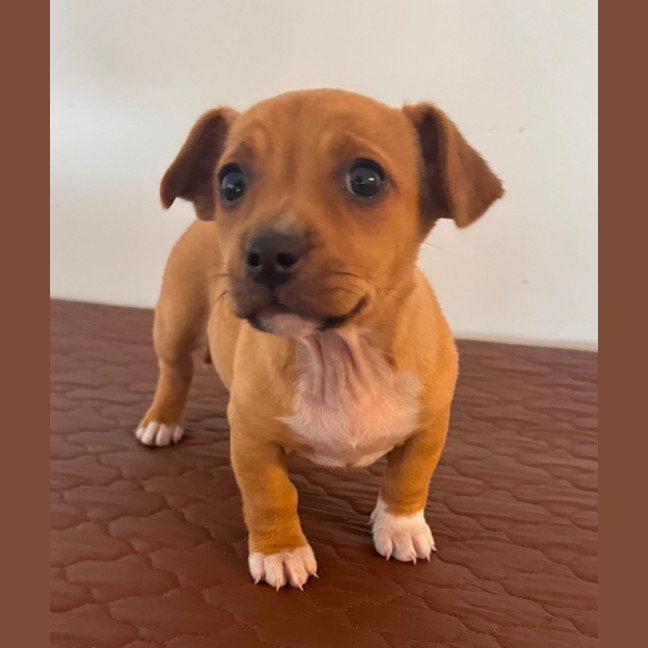 Photo of Crystal & Echo