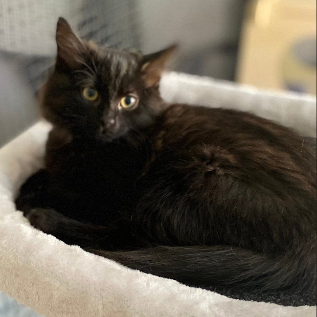 Photo of Kanzi