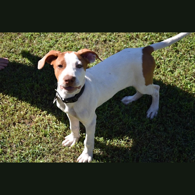Photo of Ares