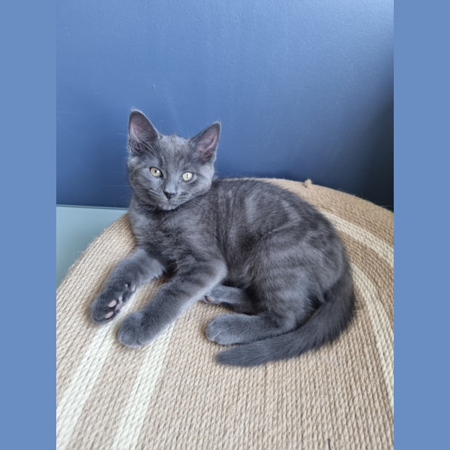 Photo of Ashy