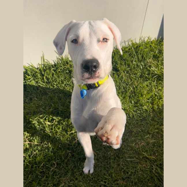 Photo of Chevy