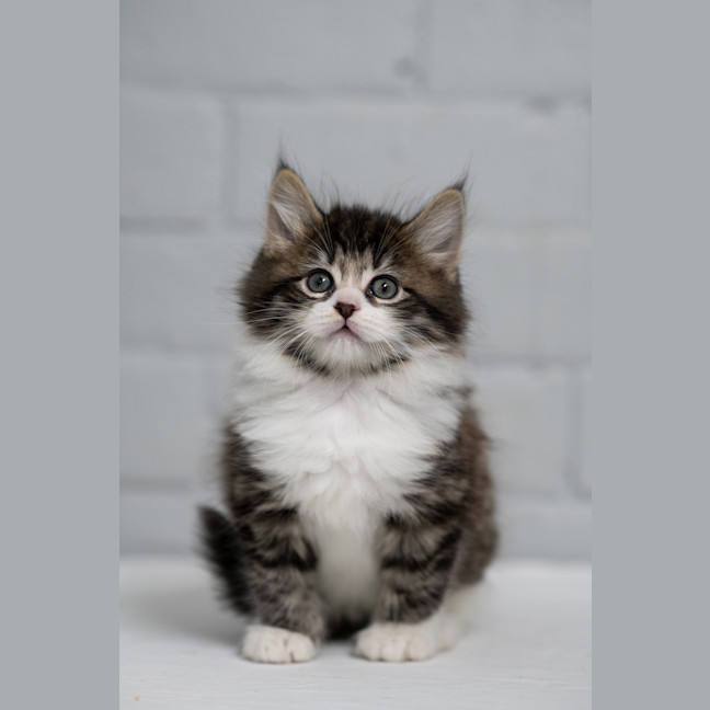 Photo of Nugget 
