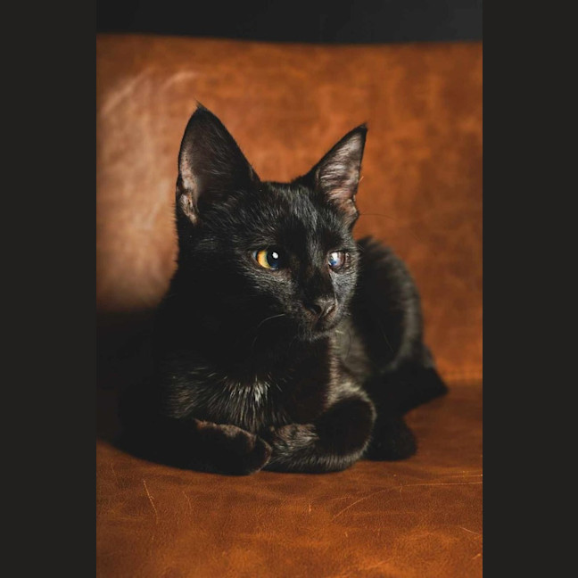 Photo of Blackie