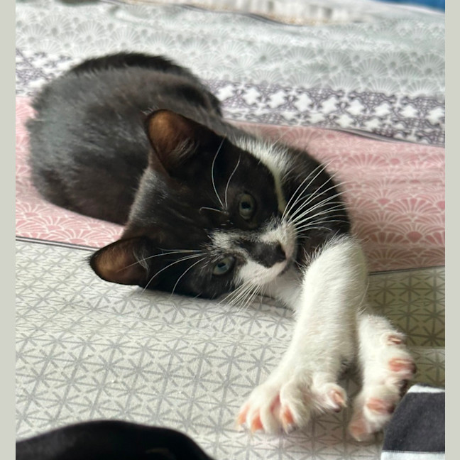 Photo of Ryder 😻🐾