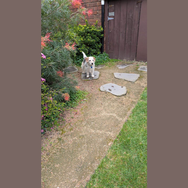 Photo of Sparky