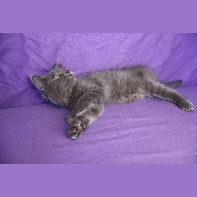 Photo of Muffin