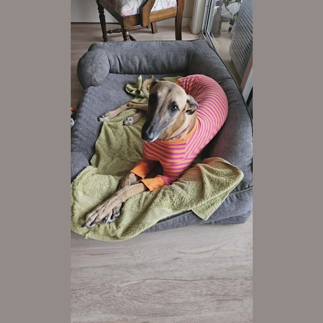 Photo of Bella, The Greyhound